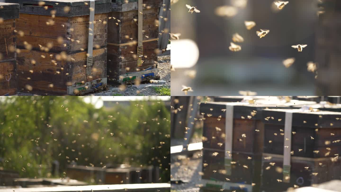 蜜蜂养殖蜂蜜蜂群的慢动作蜜蜂绕着蜂巢飞舞