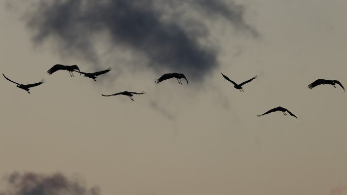 黑颈鹤剪影飞行的慢动作