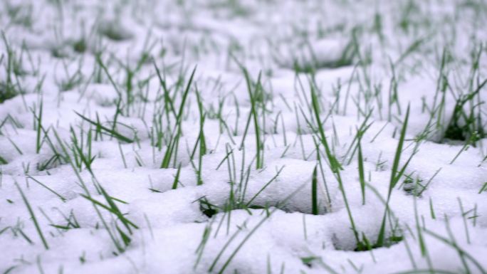 春雪覆盖草坪