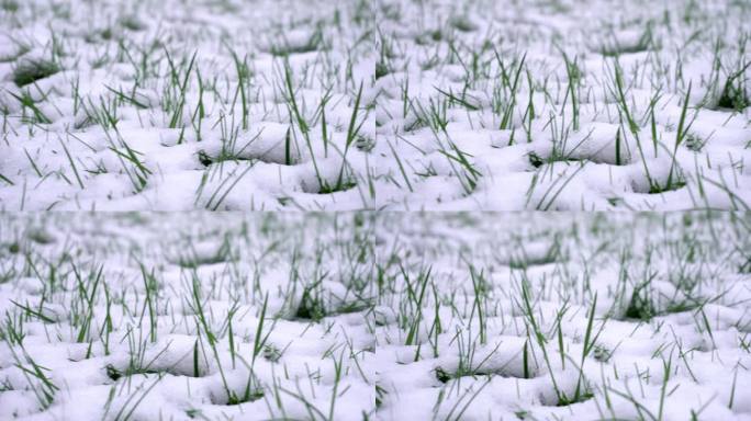 春雪覆盖草坪