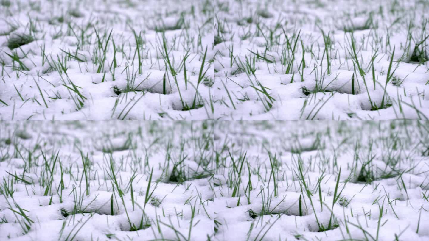 春雪覆盖草坪