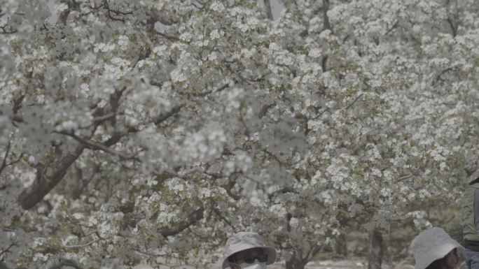 下寨 梨花节 旅游季 乐都区