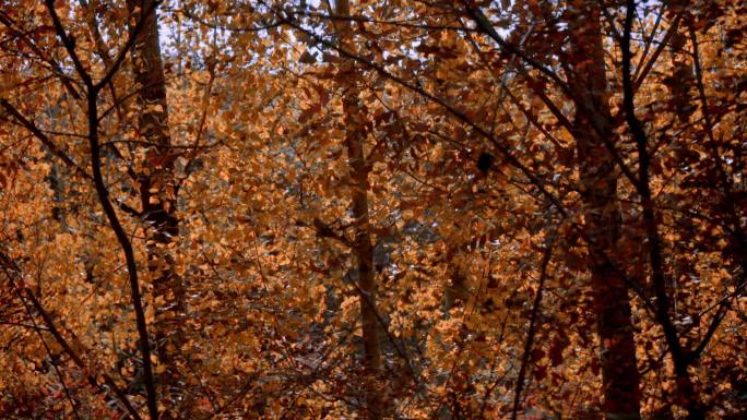秋天阳光下的杨树林
