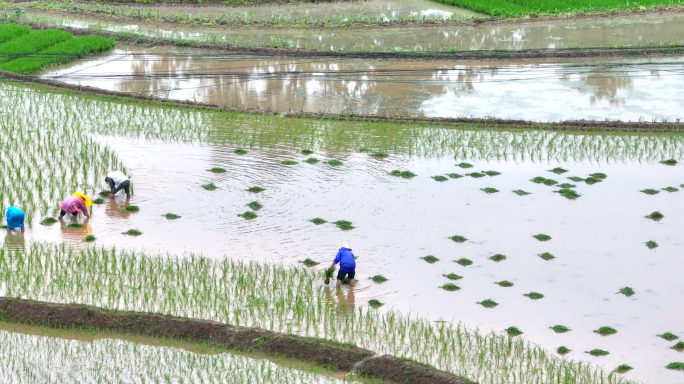 谷雨农耕水稻田插秧