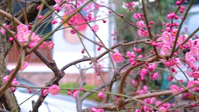 植物园公园梅花花朵开花春天风景视频素材9