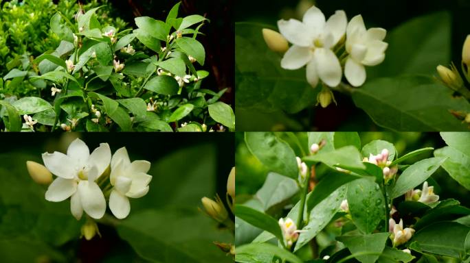 茉莉花 茉莉 香魂 莫利花002