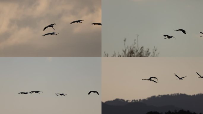 黑颈鹤在山林间飞行的升格视频