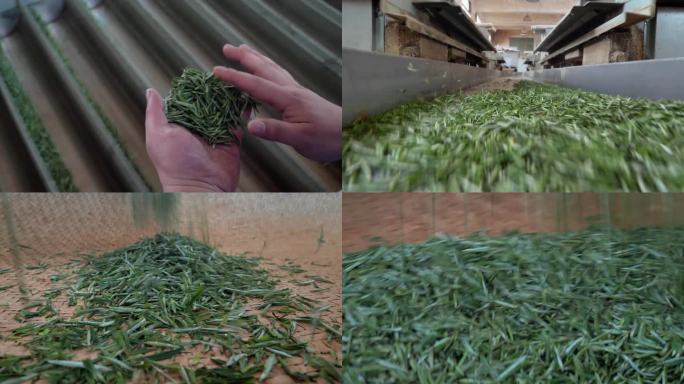 贵州绿茶加工过程