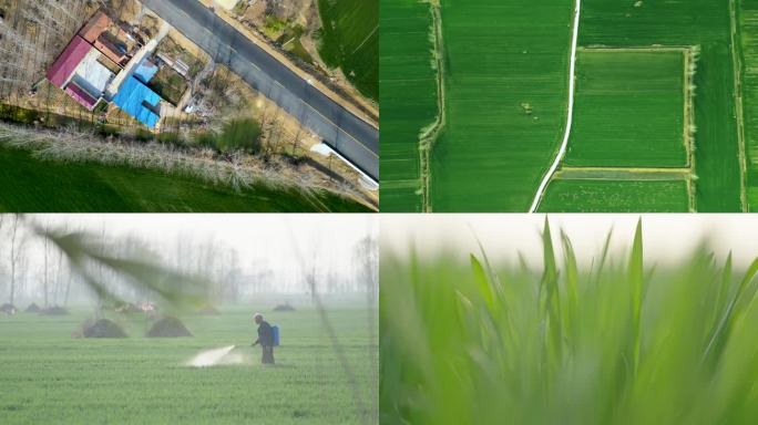 美丽乡村振兴绿色田野小麦农作物绿意盎然