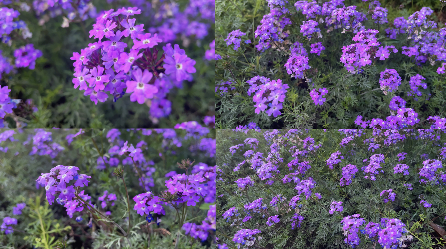 细叶美女樱紫色花特写花草绿化自然风景近景