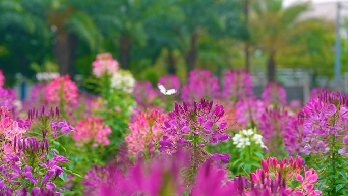 城市公园里的花海和蝴蝶4K