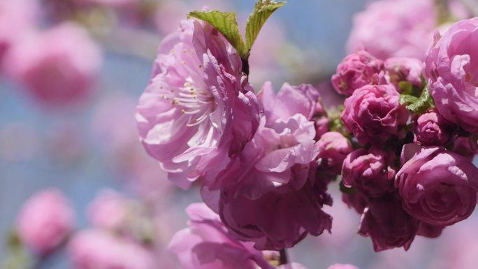 春天桃花盛开特写