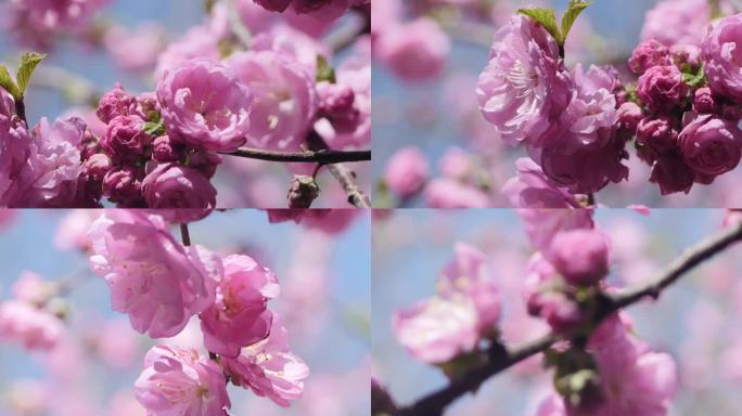 春天桃花盛开特写