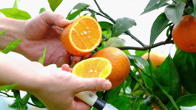 在果园切沃柑 柑橘 橘子 橙子