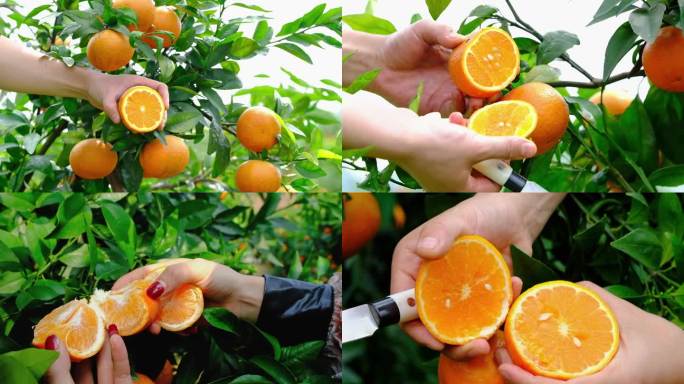 在果园切沃柑 柑橘 橘子 橙子