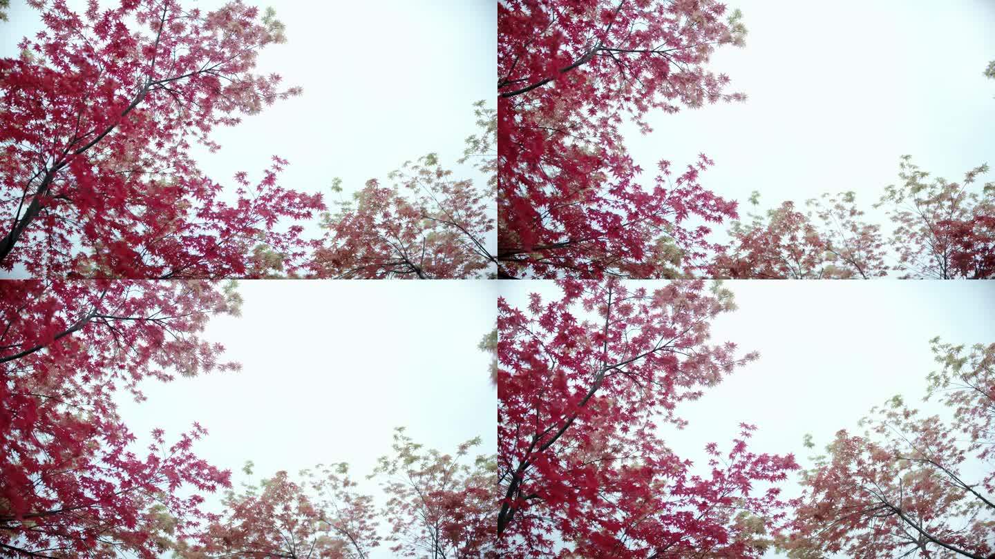 【4K】秋天枫树林红色枫叶