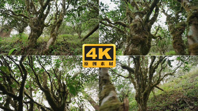 4K-古树茶生态，古茶树，易武古树茶