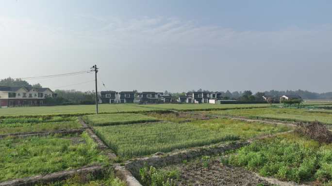 蓝城沐春风麦田