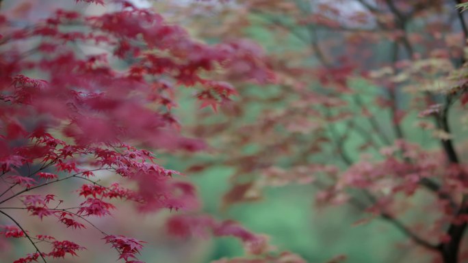 【4K】古代剑客抱剑走过树林