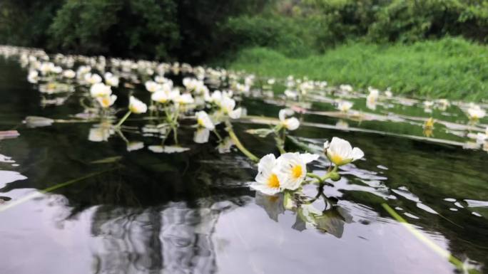 海菜花 干净 清澈见底