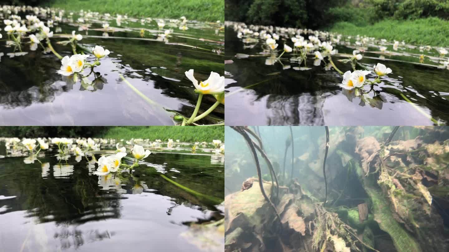 海菜花 干净 清澈见底