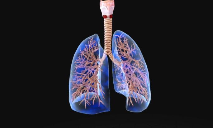 肺部呼吸三维动画