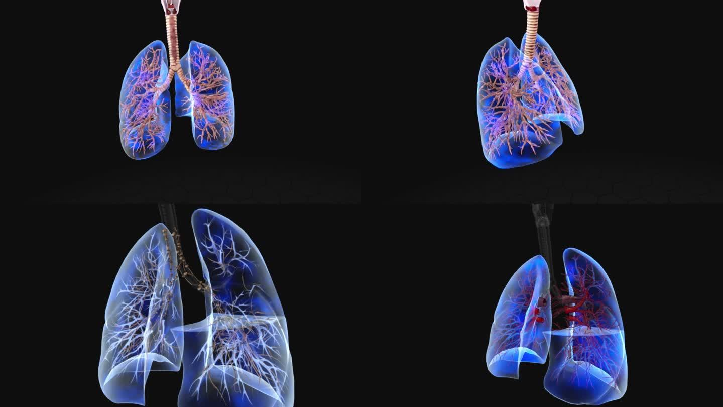 肺部呼吸三维动画