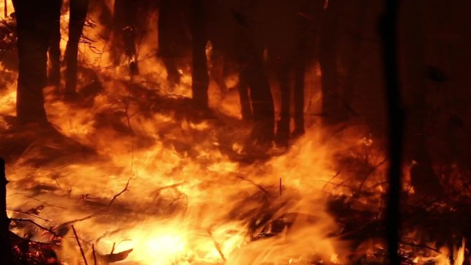 森林火灾特写实拍