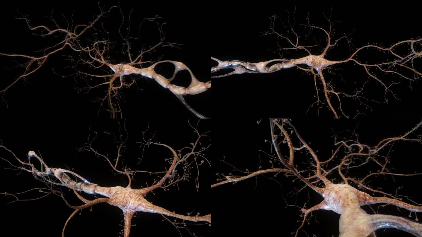 神经元神经末梢三维动画