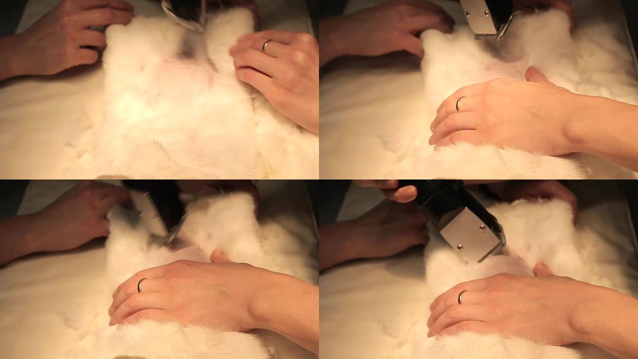 女兽医诊所助理用剪刀剃光白色蓬松的动物。为手术做准备。