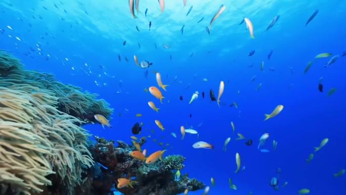 4K实拍海底世界鱼群海龟珊瑚