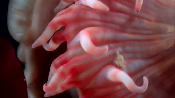 红色海葵actinia在白海海底的水下关闭。