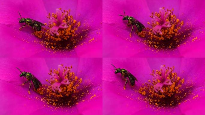 紫菜，绿蜂，授粉马齿苋紫色花，慢动作