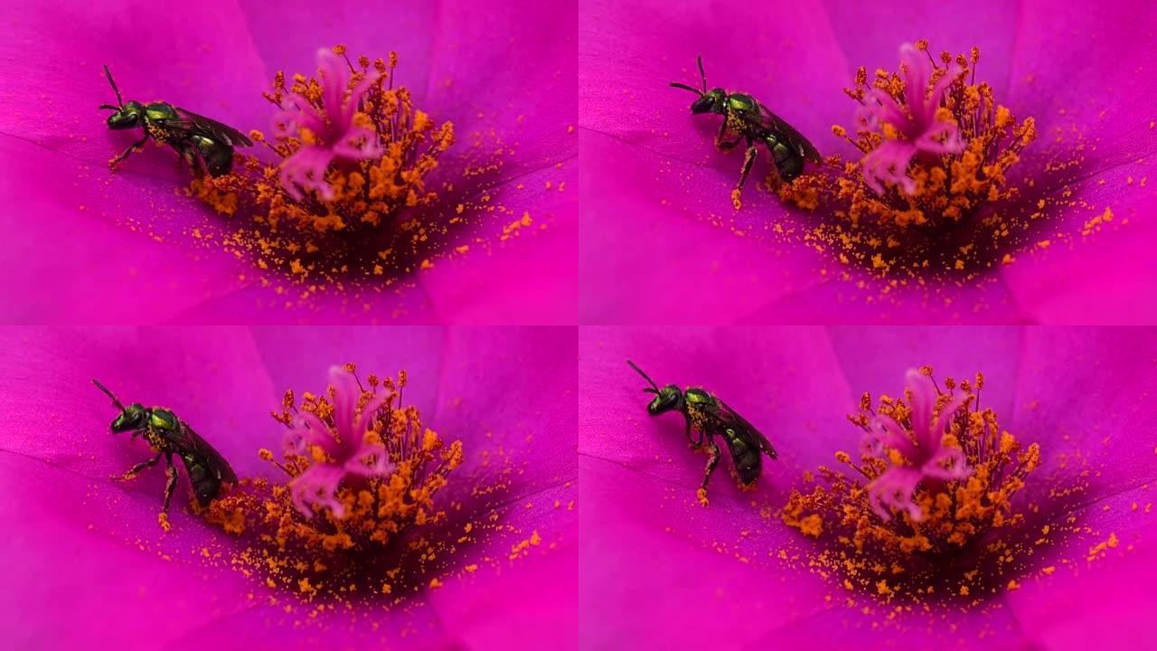 紫菜，绿蜂，授粉马齿苋紫色花，慢动作