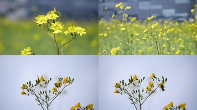 小蜜蜂采野菊花