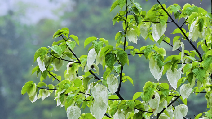 珍稀保护植物珙桐树鸽子花雨雾中飘摇飞翔