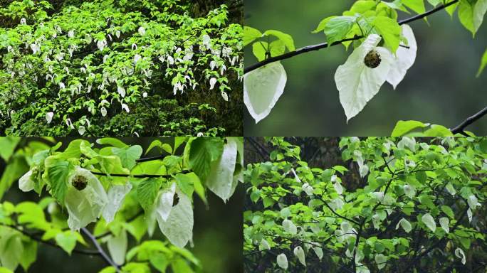 珍稀保护植物珙桐树鸽子花雨雾中飘摇飞翔