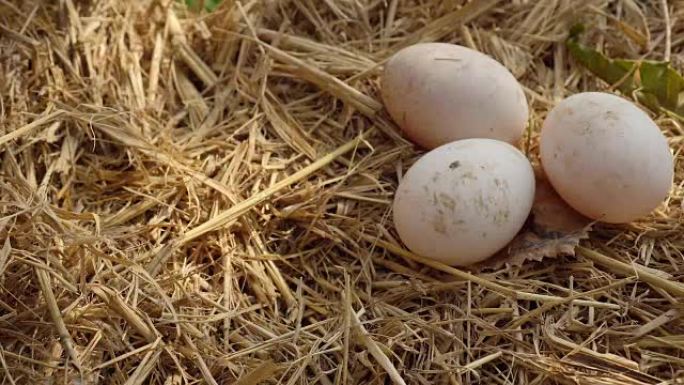 年轻人从草巢中采摘鸡蛋