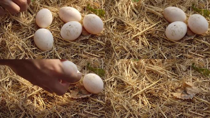 年轻人从草巢中采摘鸡蛋