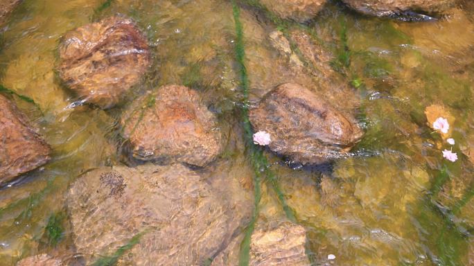 实拍花瓣飘落在水流里