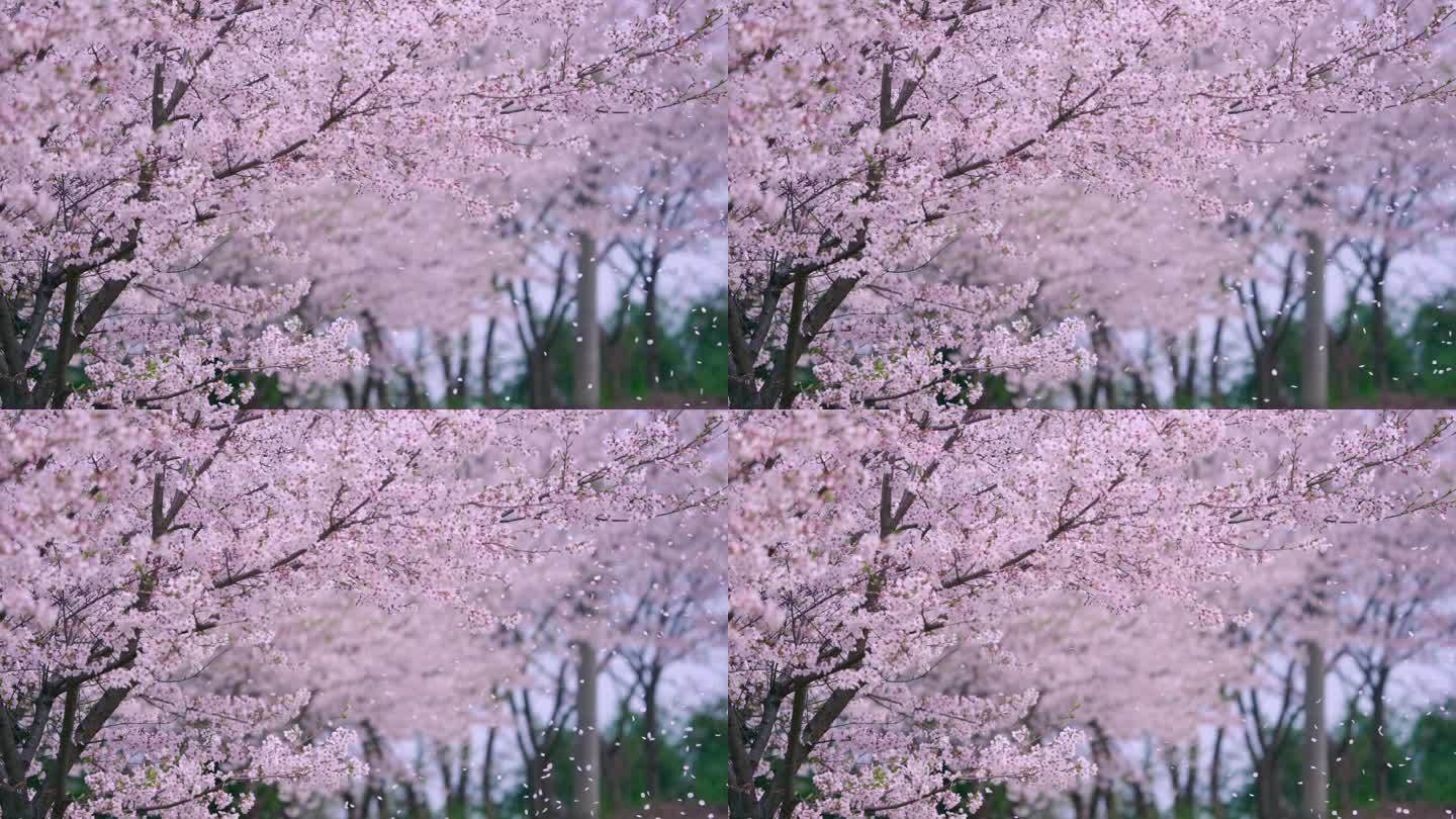 樱花花瓣随风飘落