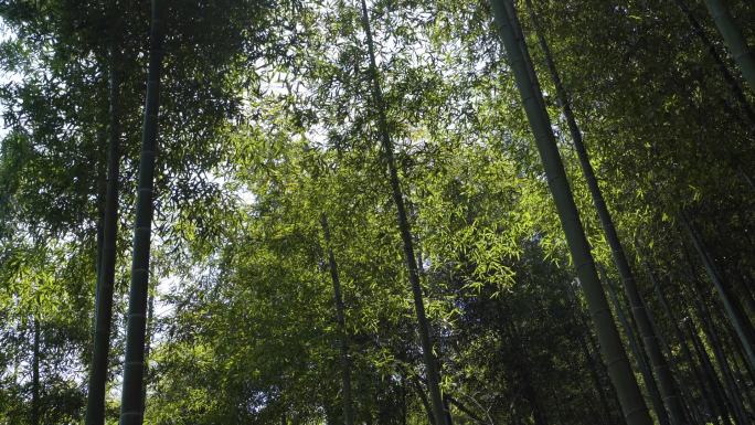 各种角度拍摄秋天竹林  4K