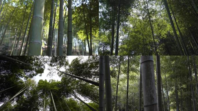 各种角度拍摄秋天竹林  4K