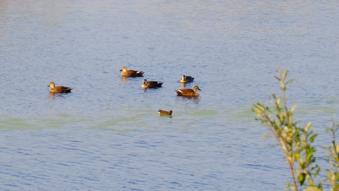水塘里几只斑嘴鸭野鸭子实拍