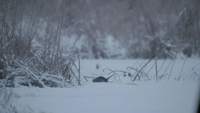 水獭