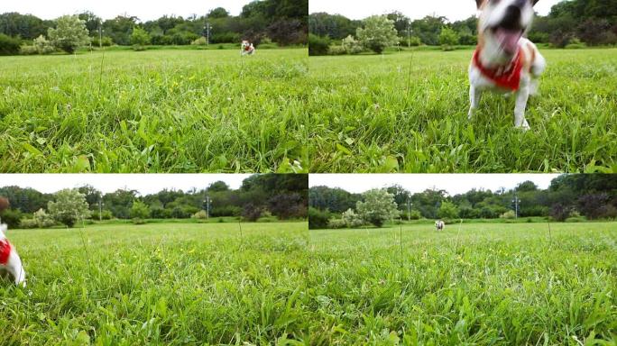 活跃的狗红方巾在绿草地上玩网球。录像。快乐微笑的宠物。