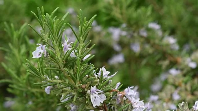 迷迭香植物特写。4k超高清视频