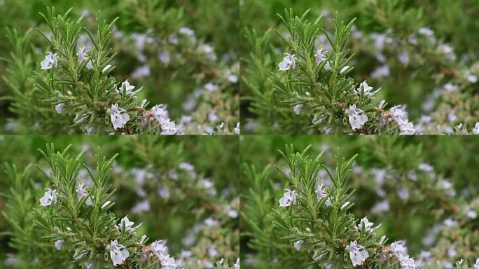 迷迭香植物特写。4k超高清视频