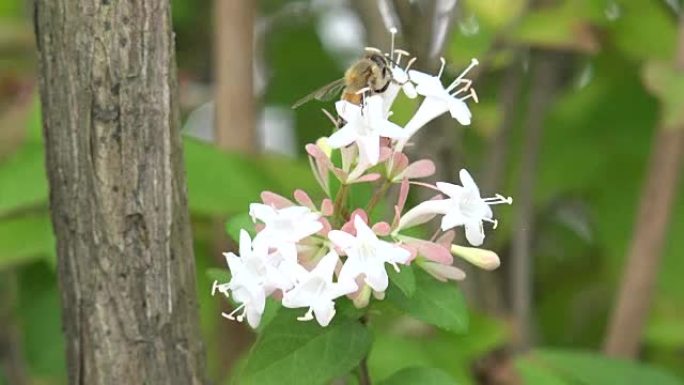 花和蜜蜂。韩国的江原道森林