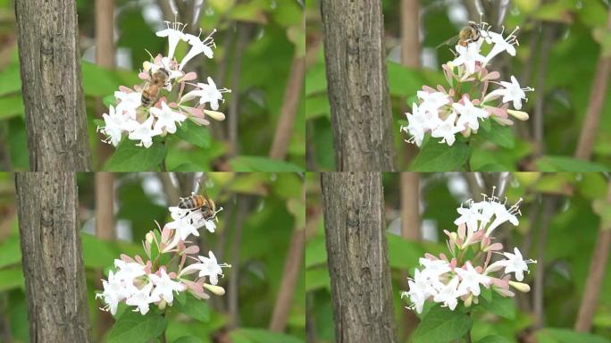 花和蜜蜂。韩国的江原道森林